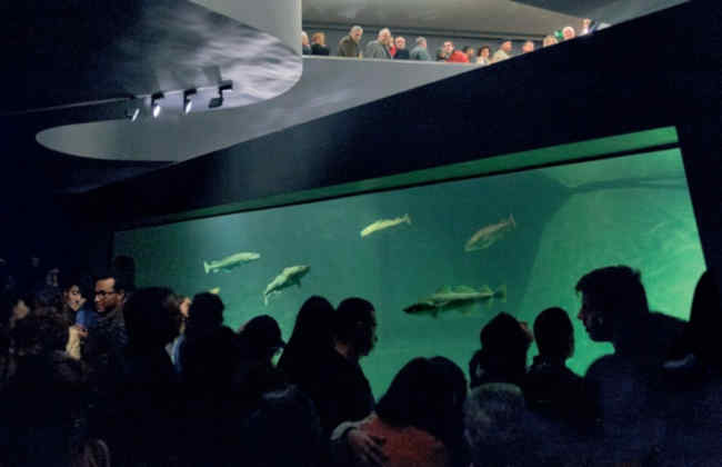 Aquário de Bacalhaus no Museu Marítimo de Ílhavo